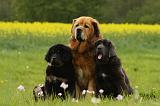 DOGUE DU TIBET 826
